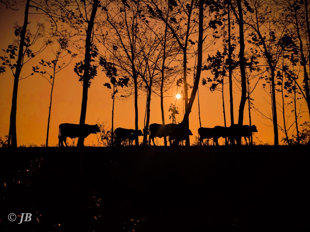 Siluetas de vacas pastando durante un hermoso atardecer anaranjado entre los árboles