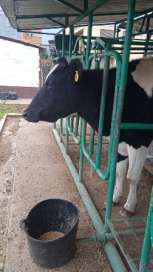 Mafe, novilla Holstein, en la fotografía del reporte de Poveda Martínez