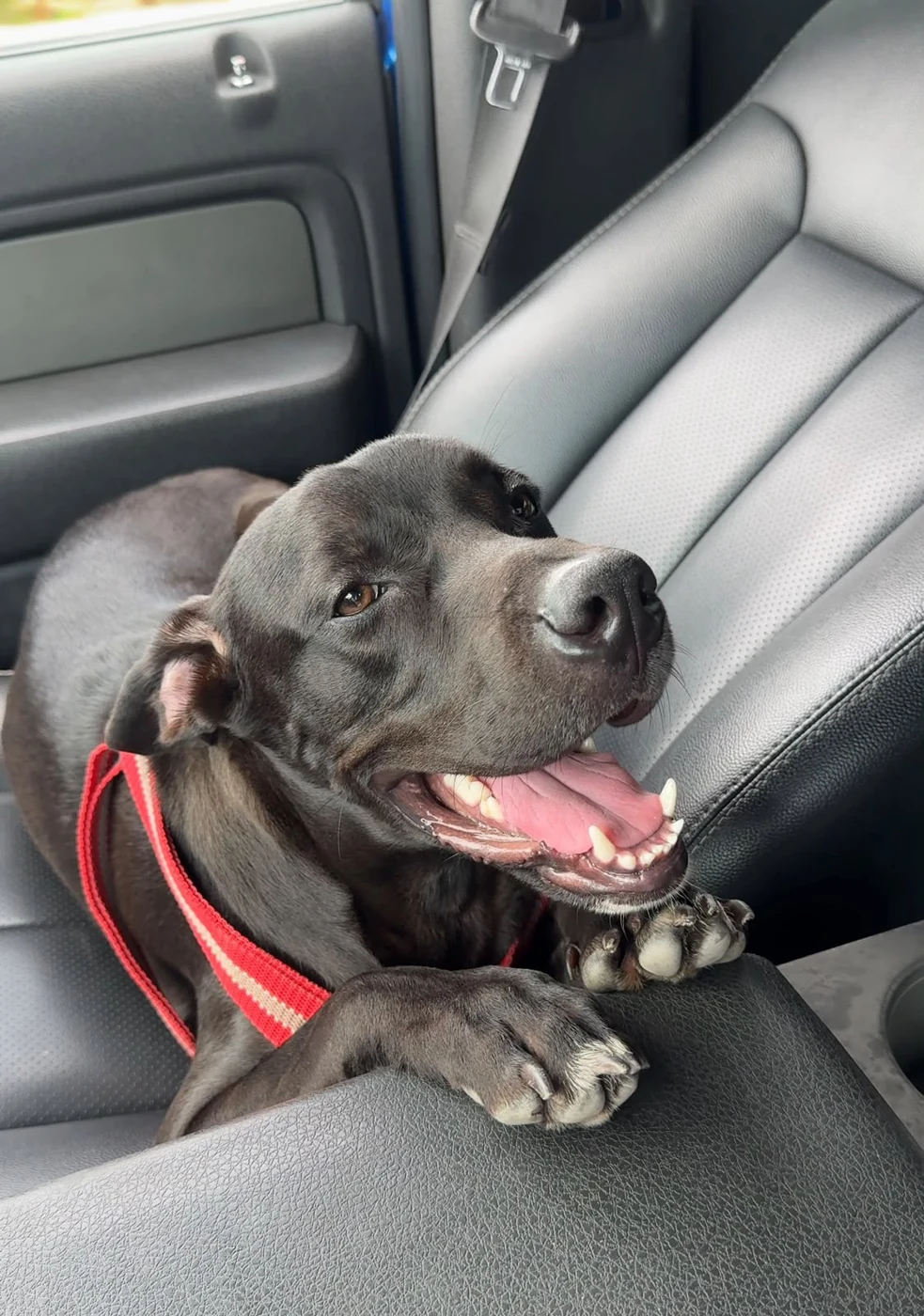 Ares en una fotografía actual aportada por su tutor